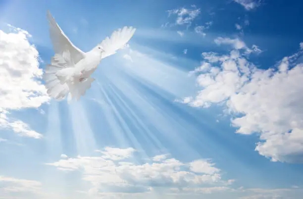 white-dove-against-blue-sky-with-white-clouds